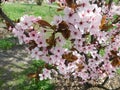 beautiful flowering sakura tree branches with pink petals