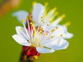Nature, spring and beauty, a plum tree blossom closeup, petals and stamen with green background. Garden, flowers and