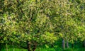 Nature in spring, blooming apple tree