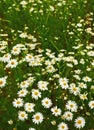 Nature, spring and daisies in calm field with natural landscape, morning blossom and floral zen. Growth, peace and Royalty Free Stock Photo