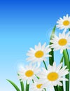 Nature spring daisy flower on blue sky background Royalty Free Stock Photo