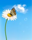 Nature spring daisy flower with butterfly. Royalty Free Stock Photo