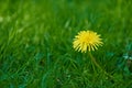 Nature, spring and dandelion in calm grass with natural landscape, morning and blossom. Floral growth, peace and yellow Royalty Free Stock Photo