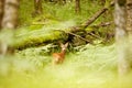 Nature, spring and environment with deer in forest for wildlife, summer and hunting. Newborn, wilderness and fauna with