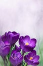 Nature Spring Floral mockup with purple crocus flowers Royalty Free Stock Photo