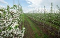 Nature in spring and flowering branches of fruit tree, smart farm business outdoor Royalty Free Stock Photo