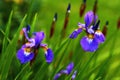 Nature, spring and flowers in calm garden with natural landscape, morning blossom and floral zen. Growth, peace and Royalty Free Stock Photo