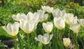 Nature, spring and flowers in field with natural landscape, morning blossom and floral zen. Growth, peace and yellow Royalty Free Stock Photo