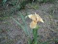 Beautiful flowering plant flower iris Royalty Free Stock Photo