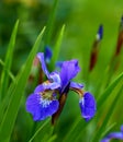 Nature, spring and iris in calm field with natural landscape, morning blossom and floral zen. Growth, peace and purple Royalty Free Stock Photo