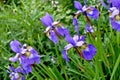 Nature, spring and iris in floral field with natural landscape, morning blossom and calm zen. Growth, peace and purple Royalty Free Stock Photo