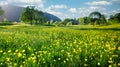 Nature Spring Landscape with A Field of Wild Yellow Buttercups, Green Trees and White Clouds in Blue Sky Royalty Free Stock Photo