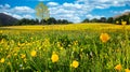 Nature Spring Landscape with A Field of Wild Yellow Buttercups, Green Trees and White Clouds in Blue Sky Royalty Free Stock Photo