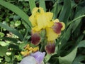 Beautiful garden plant flower iris with yellow petals Royalty Free Stock Photo