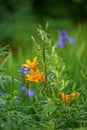 Nature, spring and orange lily in field with natural landscape, morning blossom and floral zen. Growth, peace and flower Royalty Free Stock Photo