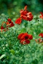 Nature, spring and poppies in calm field with natural landscape, morning blossom and floral zen. Growth, peace and red Royalty Free Stock Photo