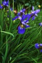 Nature, spring and purple iris in field with natural landscape, calm morning blossom and floral zen. Growth, peace and Royalty Free Stock Photo