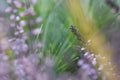 Nature spring or summer background. Abstract blurred purple pink flowers with green grass. Beautiful blossoming flowers on a field Royalty Free Stock Photo