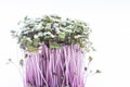 Nature sprouts red cabbage on a white background Royalty Free Stock Photo