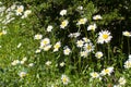 Nature still life - wild daisy flowers or Leucanthemum Vulgare in springtime