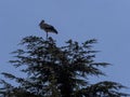 Stork in flight. Boadilla del Monte, Madrid, Spain