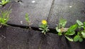 Nature street landscape View