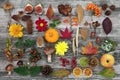 Nature Study in Autumn with Food Flora and Fauna