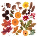 Nature Study of Autumn Food & Flora