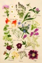 Nature Study with Flowers and Herbs for Herbal Plant Medicine