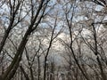 Cherry Blossom, Spring in Jinhua, China