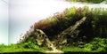 nature style aquarium tank with aquatic plants