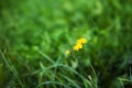 Nature Summer Background with autumn hawkbit flowers. Royalty Free Stock Photo
