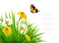 Nature summer background with daisy flower with butterfly. Royalty Free Stock Photo