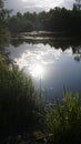 Nature summer background lake flora