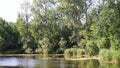 Nature summer background lake flora