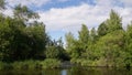 Nature summer background lake flora