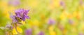 Nature Summer Background With Melampyrum nemorosum flower