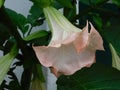 Beautiful large pink flowers on the branches of plants datura