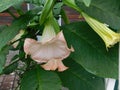 Beautiful large pink flowers on the branches of plants datura