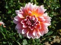 beautiful blooming dahlias with pink petals growing in a city park