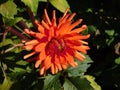 beautiful blooming dahlias with red petals growing in a city park