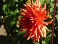 beautiful blooming dahlias with red petals growing in a city park