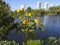 beautiful blooming decorative sunflowers growing over the water lake