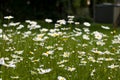 Nature of summer, flower fields, wild flower meadow, Oxeye Daisy