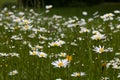 Nature of summer, flower fields, wild flower meadow, Oxeye Daisy