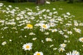 Nature of summer, flower fields, wild flower meadow, Oxeye Daisy