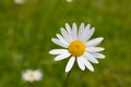 Nature of summer, flower fields, wild flower meadow, Oxeye Daisy