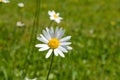 Nature of summer, flower fields, wild flower meadow, Oxeye Daisy