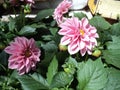 flowering plant flower dahlia with pink petals