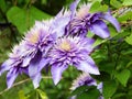 garden of climbing plants blooming clematis Royalty Free Stock Photo